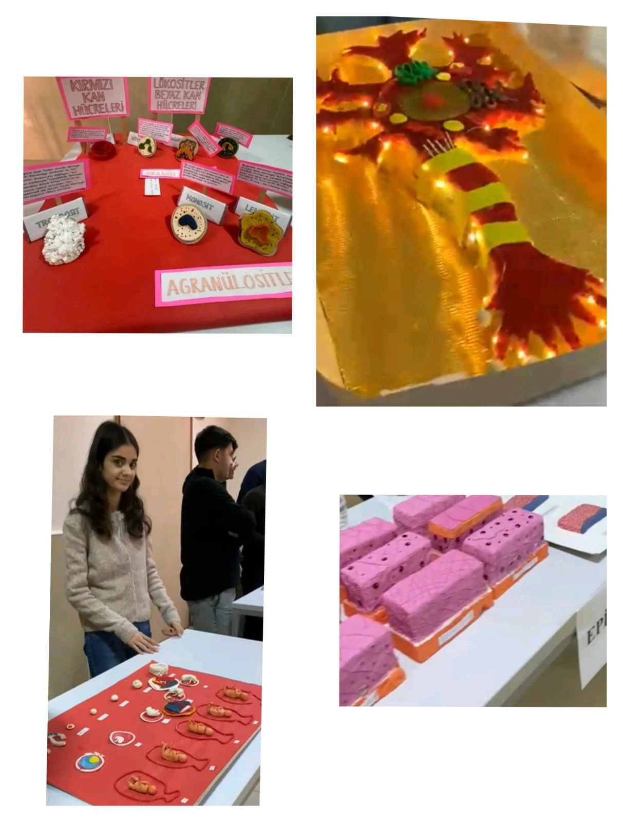 ÖĞRENME VE ÖĞRETMENİN GÖRSEL YOLCULUĞU:HEMŞİRELİKTE HİSTOLOJİ DERSİ SERGİSİ-2